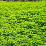 हरी खाद और नील-हरित काई से खेती को मिलेगी नई दिशा